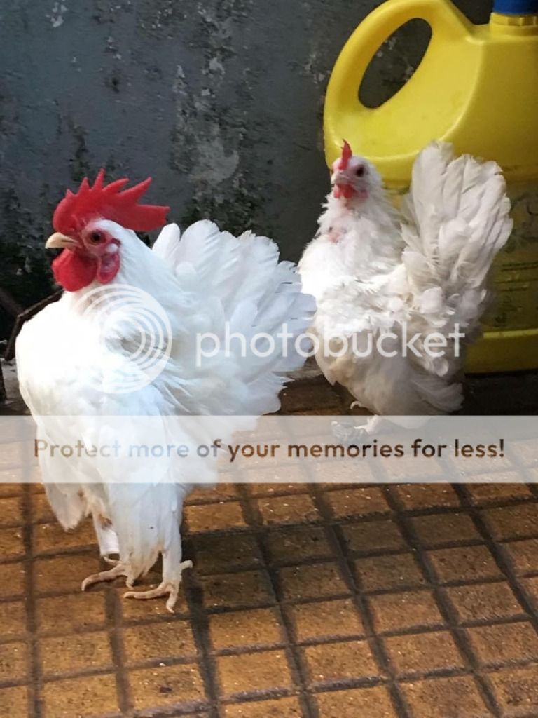 Cần bán cặp gà serama mini giá rẻ - 1