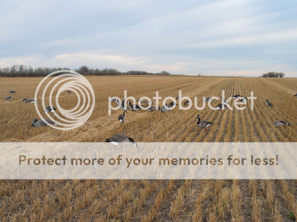 To kill a Canada Goose Utah Wildlife Network